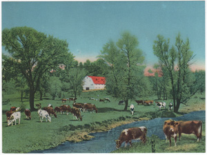 Vintage Calendar Art cows, cattle, livestock, farm life, etc.